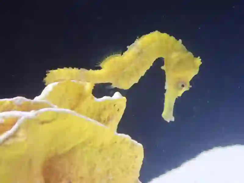 巴西海馬 | 德灃生技海馬養殖場