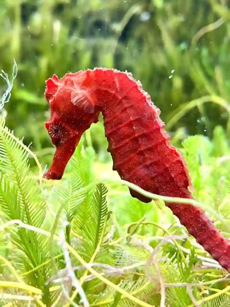 紅海馬