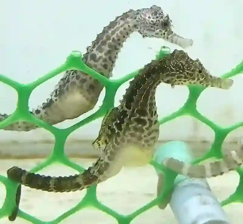 Hippocampus Abdominalis