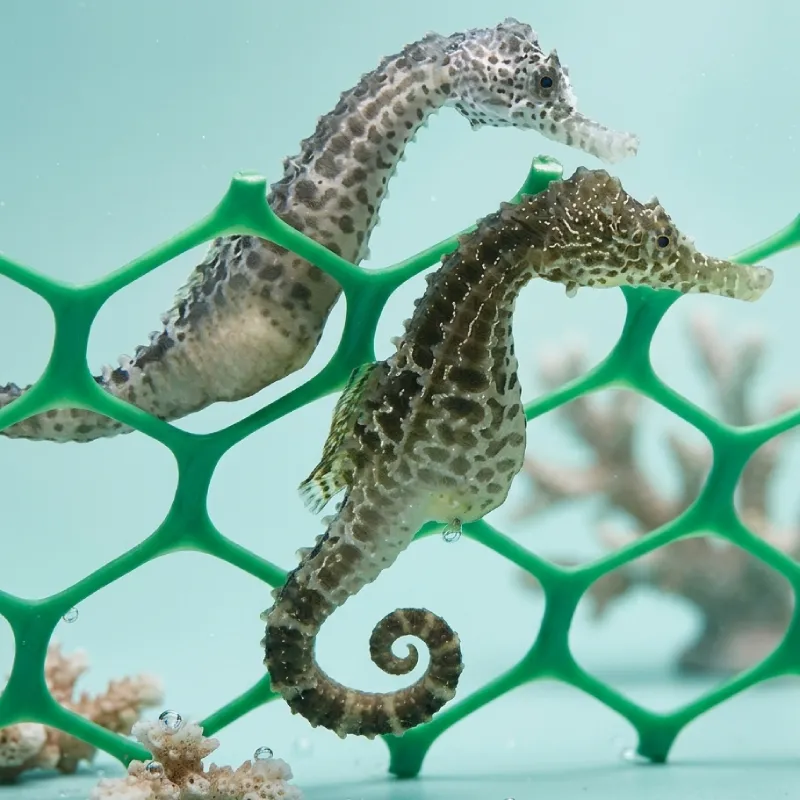 腹部海馬
